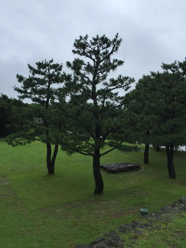 济州岛绿地松影