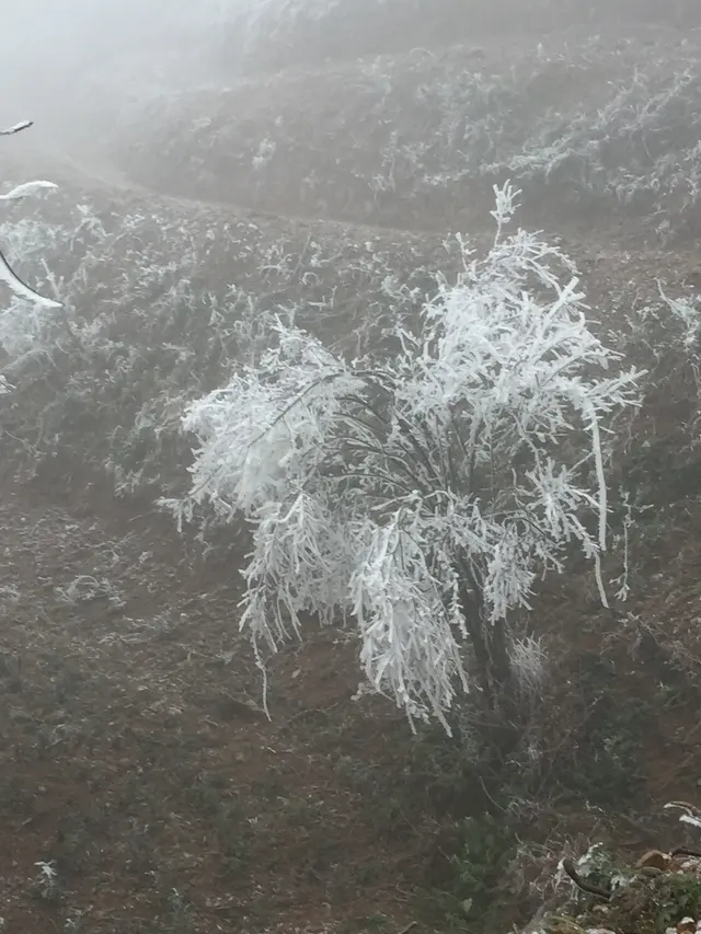 粤东北寒雾冰枝