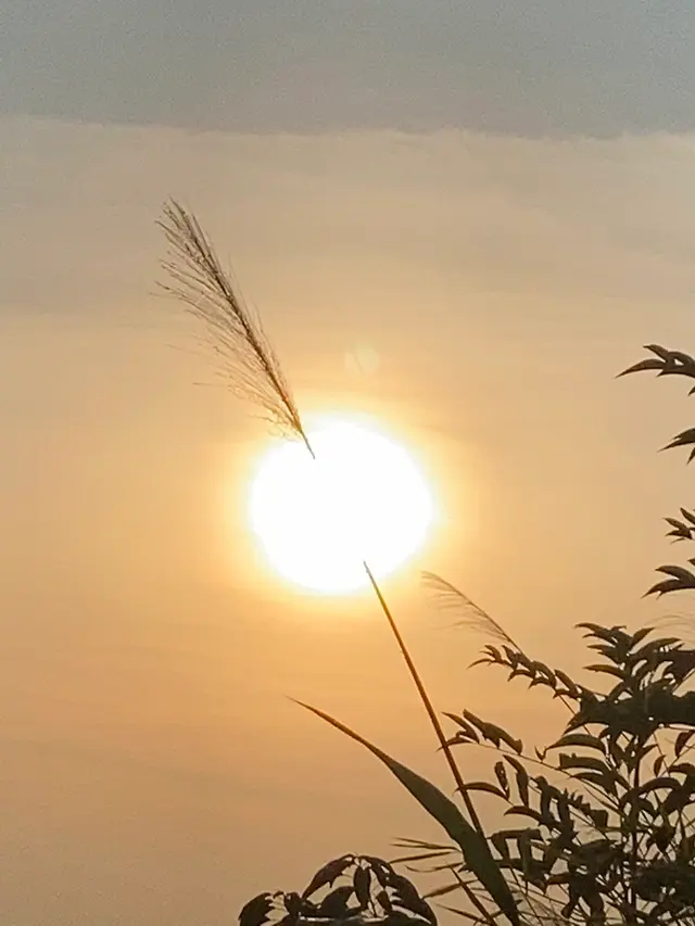 粤东北芦草夕阳