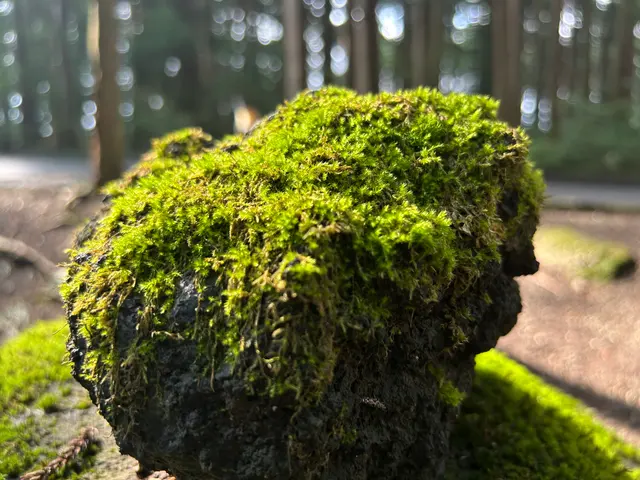 神社苔藓木桩