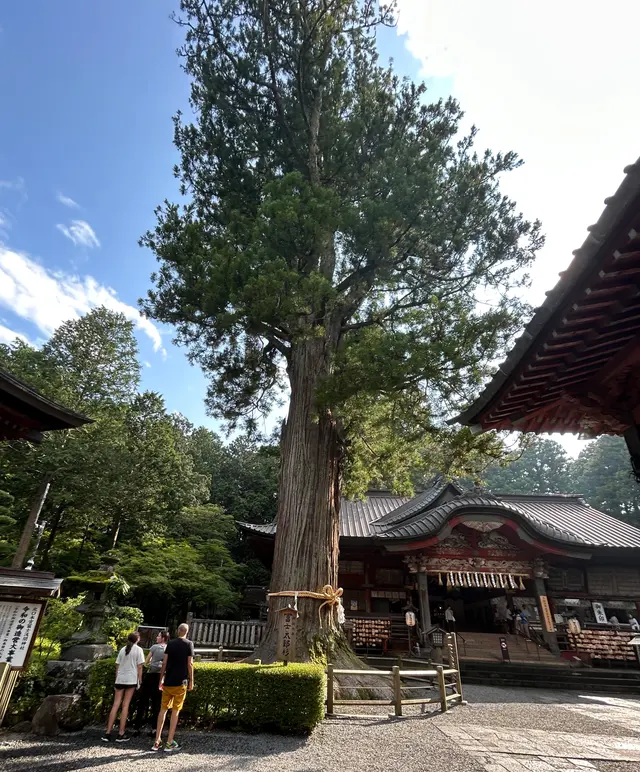 富士山麓神木