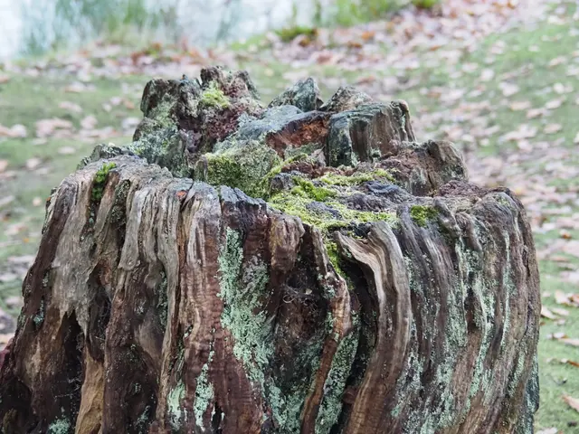 苔藓树桩纹理