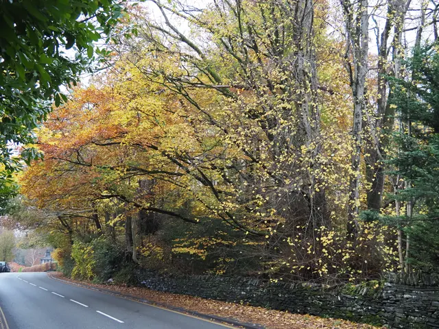 湖区秋色山路