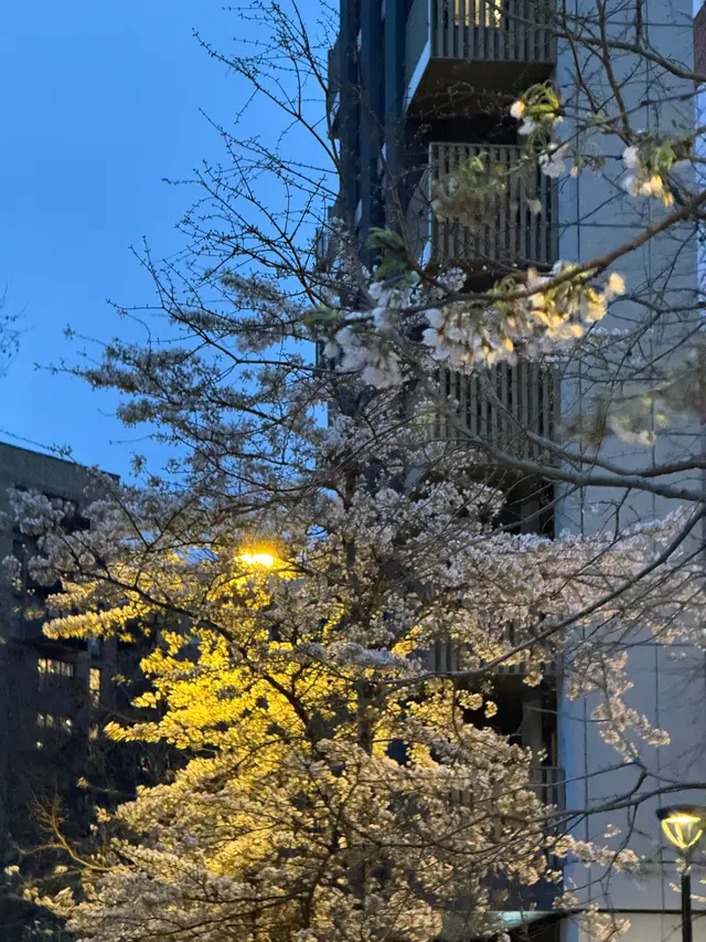 伦敦街边花树