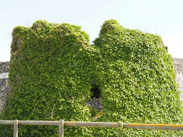 藤蔓覆住的海边遗墙