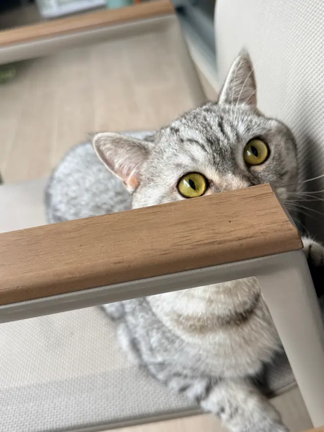扶手后的猫眼