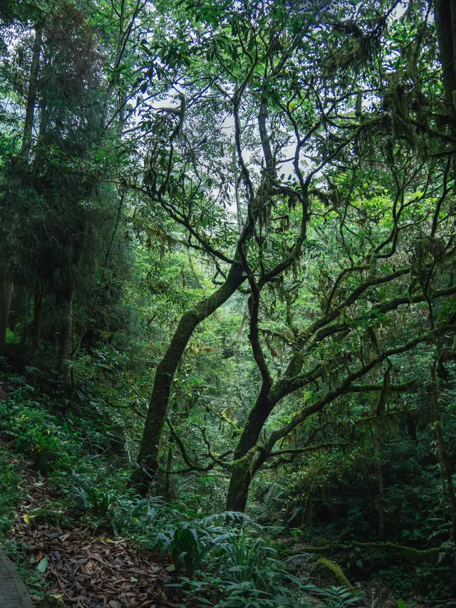 交错的山林枝干