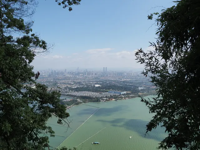 枝叶间的昆明