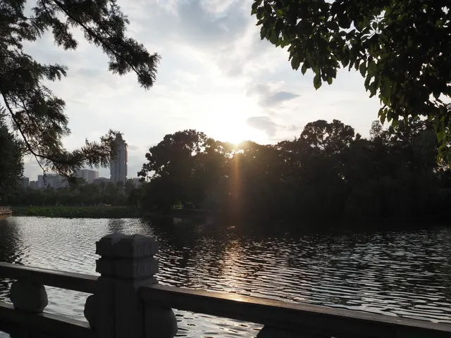 树隙间的夕照