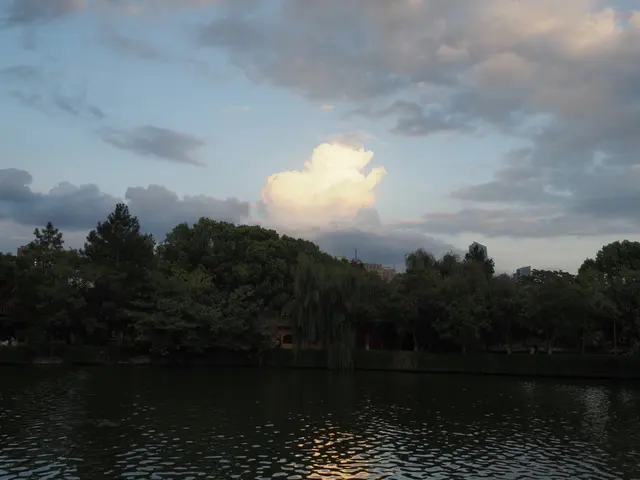 树梢上的晚云